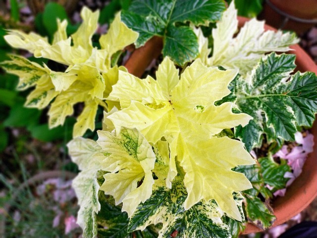 f:id:bluemoonbell:20220501080440j:image