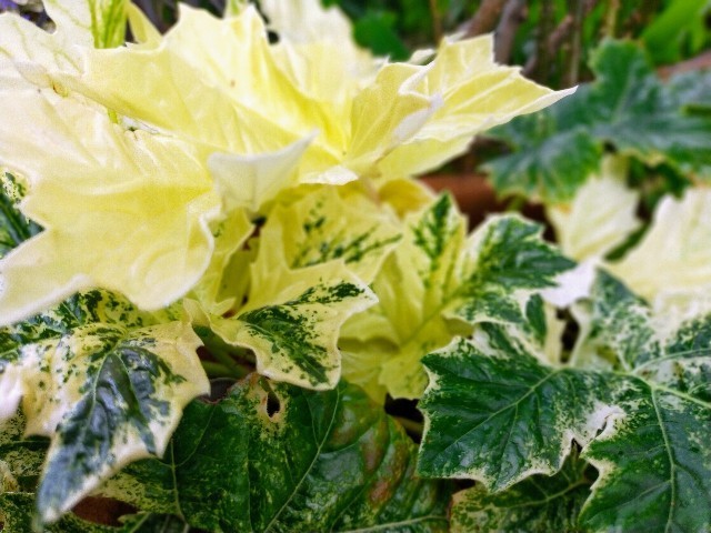 f:id:bluemoonbell:20220501080447j:image