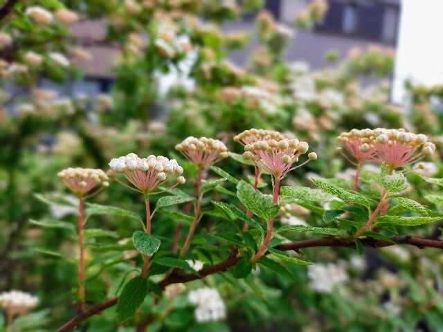 f:id:bluemoonbell:20220501080505j:image