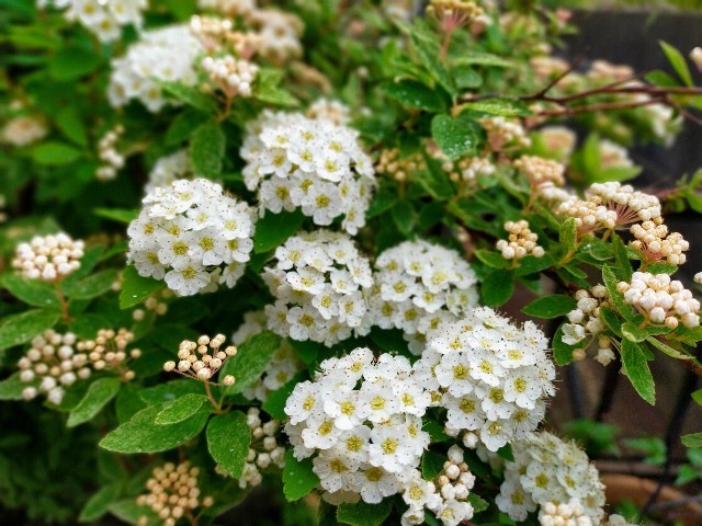 f:id:bluemoonbell:20220501080511j:image