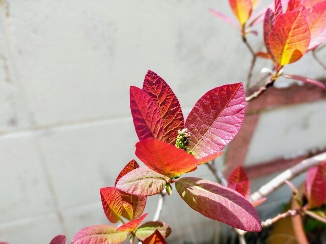 f:id:bluemoonbell:20220501080518j:image