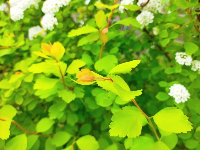 f:id:bluemoonbell:20220501081058j:image