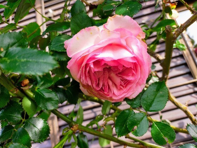 f:id:bluemoonbell:20220506125549j:image