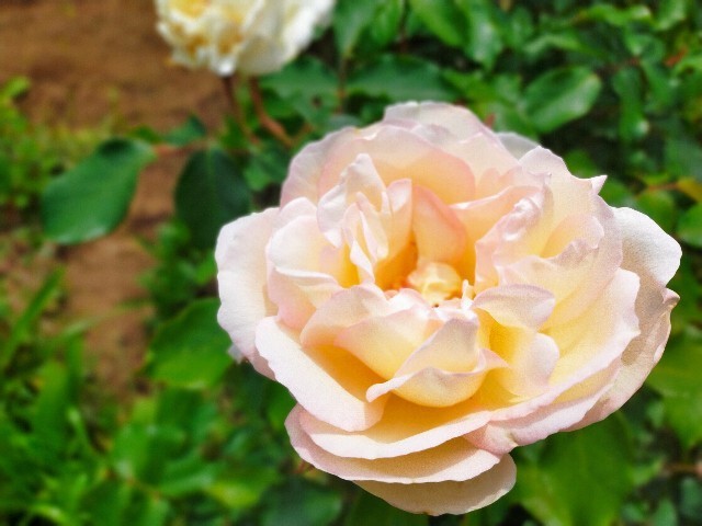 f:id:bluemoonbell:20220506125556j:image