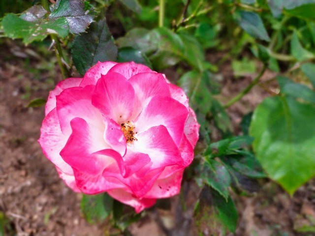 f:id:bluemoonbell:20220506125603j:image