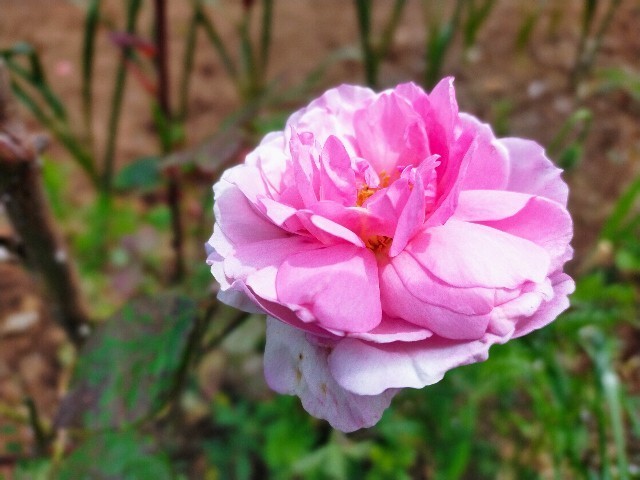 f:id:bluemoonbell:20220506125610j:image