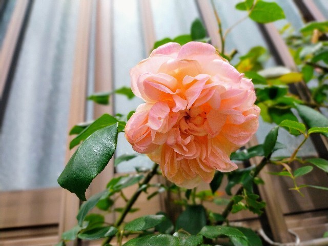 f:id:bluemoonbell:20220506125618j:image