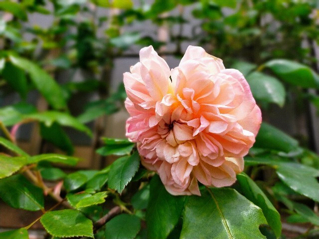 f:id:bluemoonbell:20220506125625j:image