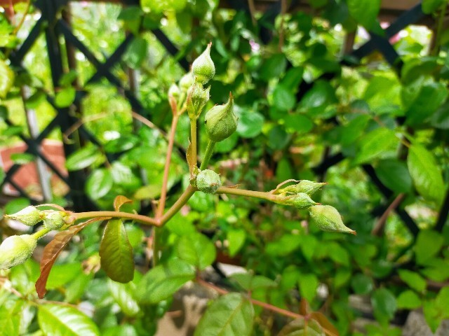 f:id:bluemoonbell:20220506125638j:image