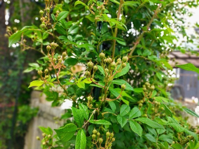 f:id:bluemoonbell:20220506125645j:image