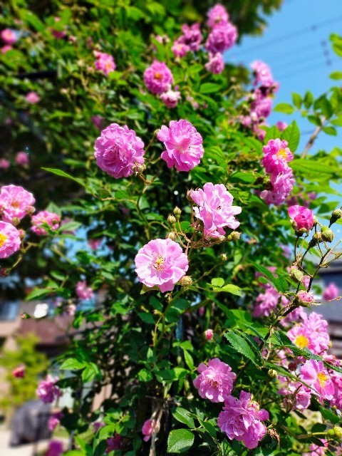 f:id:bluemoonbell:20220519211606j:image