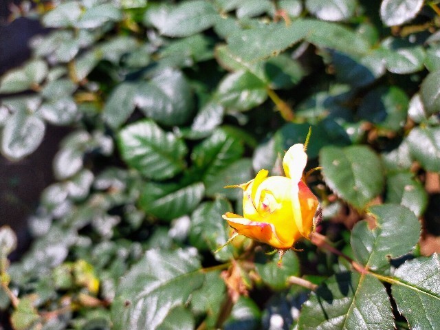 f:id:bluemoonbell:20220519211951j:image