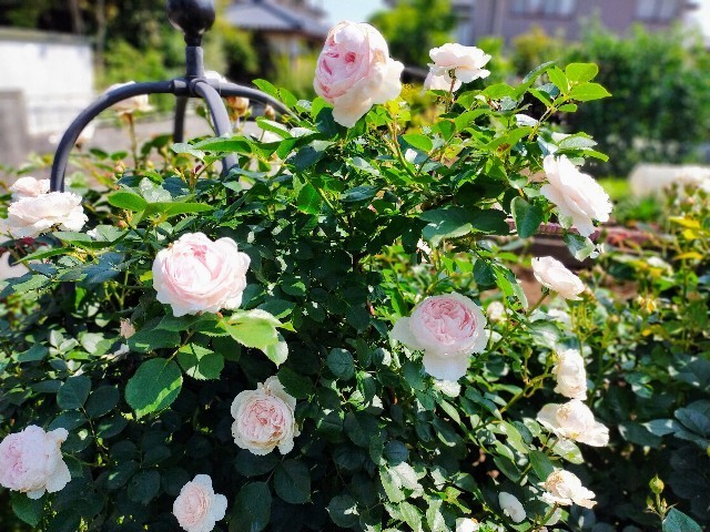 f:id:bluemoonbell:20220519212022j:image