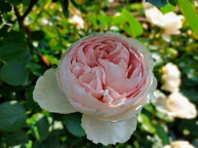 f:id:bluemoonbell:20220519212040j:image