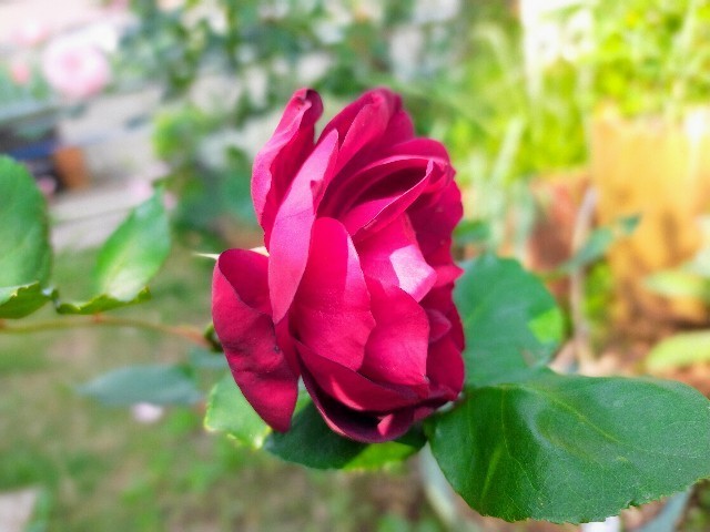 f:id:bluemoonbell:20220520081542j:image