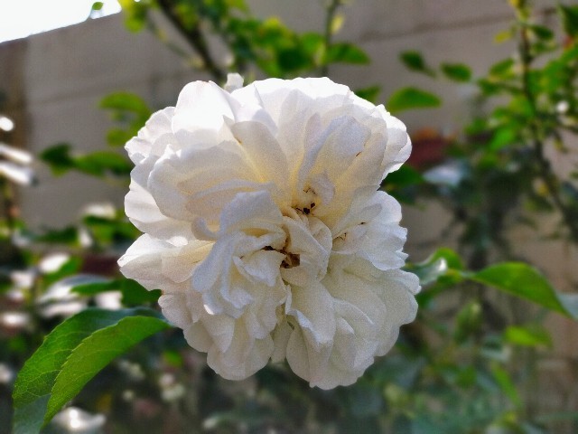 f:id:bluemoonbell:20220520083311j:image