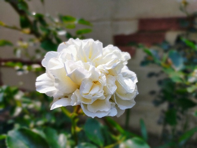f:id:bluemoonbell:20220520083317j:image