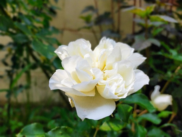 f:id:bluemoonbell:20220520083324j:image