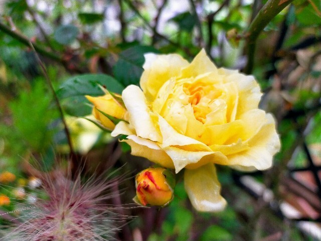 f:id:bluemoonbell:20220523105605j:image