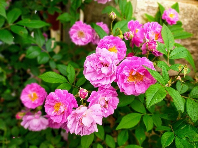 f:id:bluemoonbell:20220523105614j:image