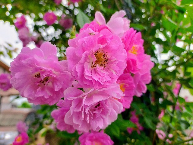 f:id:bluemoonbell:20220523105621j:image