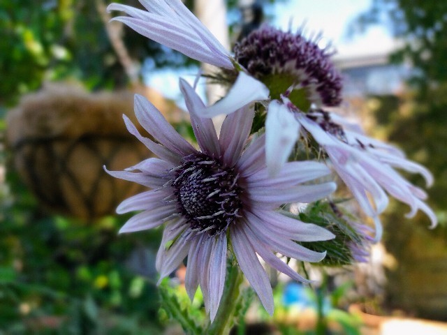 f:id:bluemoonbell:20220627103143j:image f:id:bluemoonbell:20220627103143j:image