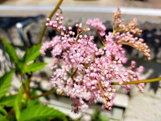 f:id:bluemoonbell:20220627103159j:image f:id:bluemoonbell:20220627103159j:image