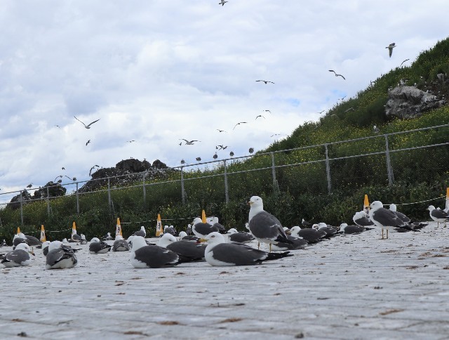 f:id:bluemoonbell:20220810075512j:image