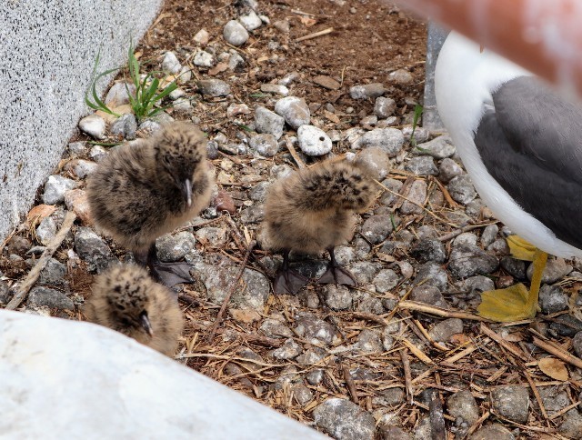 f:id:bluemoonbell:20220810075808j:image