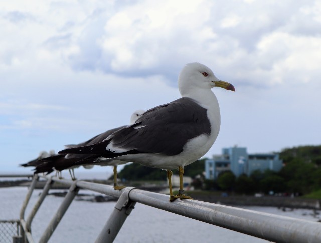 f:id:bluemoonbell:20220810075816j:image