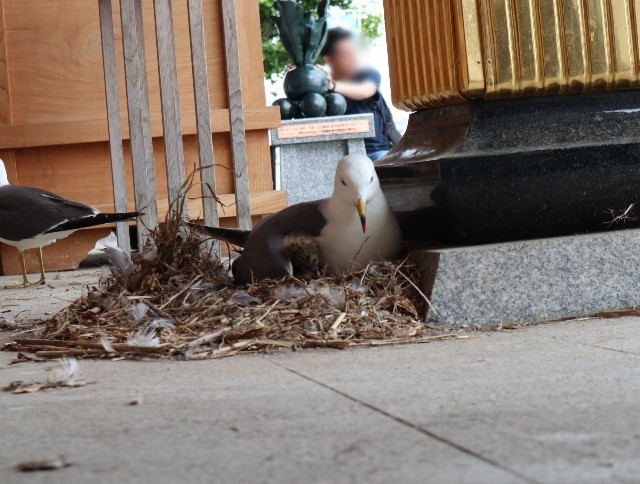 f:id:bluemoonbell:20220810080359j:image