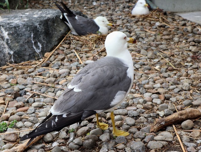 f:id:bluemoonbell:20220810080754j:image