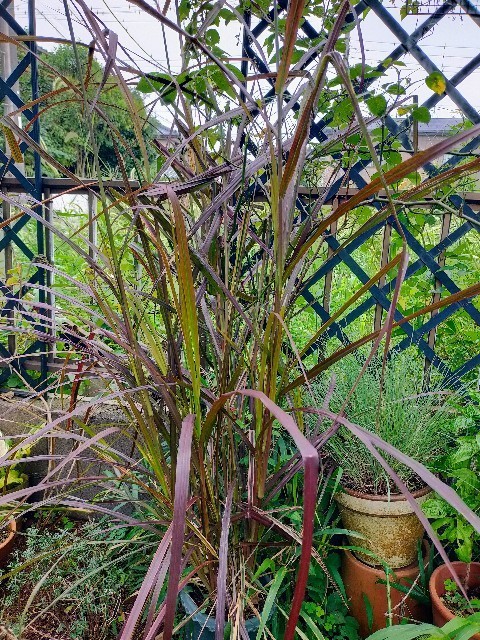 f:id:bluemoonbell:20220830102531j:image