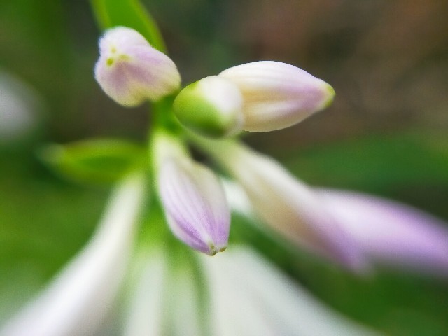 f:id:bluemoonbell:20220830102721j:image