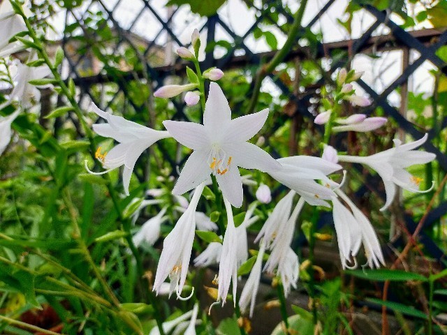 f:id:bluemoonbell:20220830102727j:image