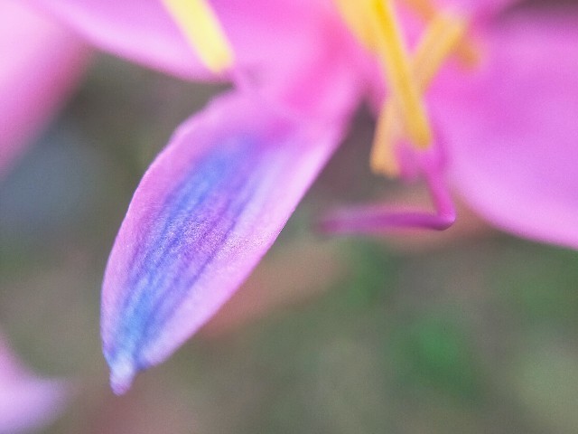 f:id:bluemoonbell:20220830120404j:image