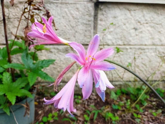 f:id:bluemoonbell:20220830120412j:image