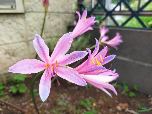 f:id:bluemoonbell:20220830120418j:image