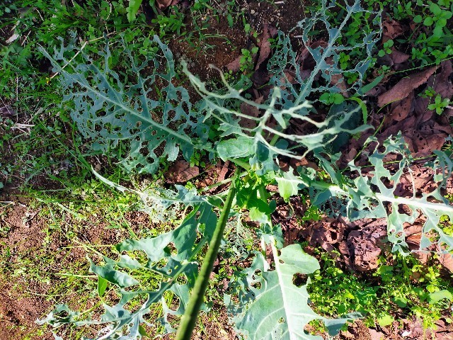 f:id:bluemoonbell:20221021210806j:image