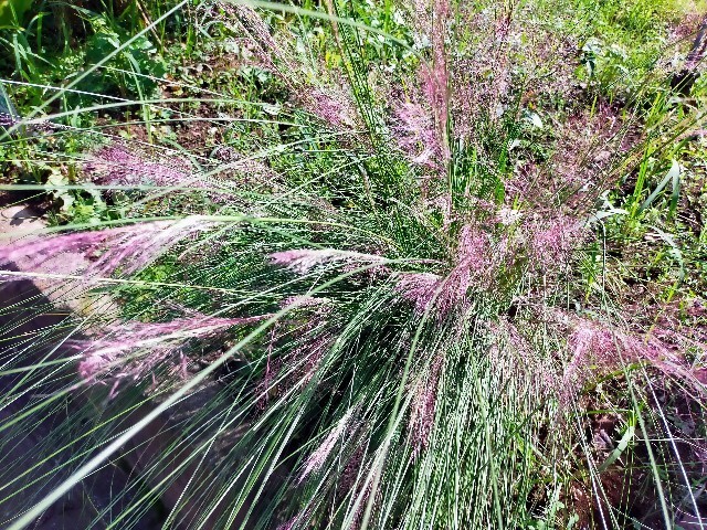 f:id:bluemoonbell:20221021210823j:image