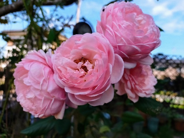 f:id:bluemoonbell:20221021210839j:image