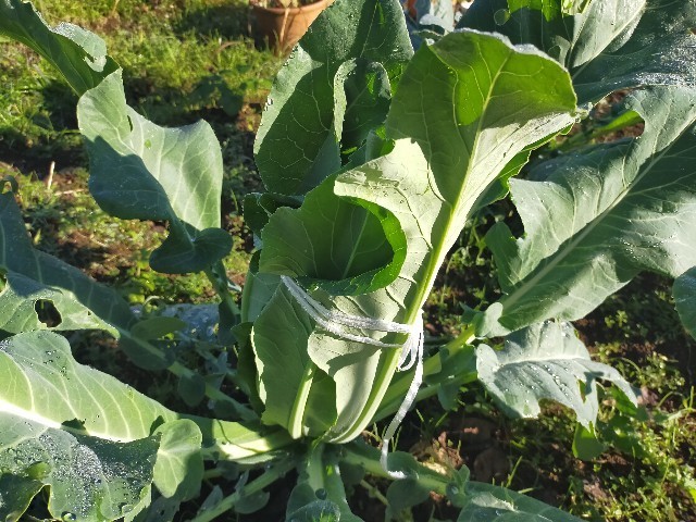 f:id:bluemoonbell:20221127085619j:image f:id:bluemoonbell:20221127085619j:image