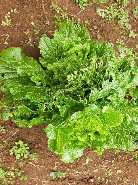 f:id:bluemoonbell:20221127085650j:image f:id:bluemoonbell:20221127085650j:image