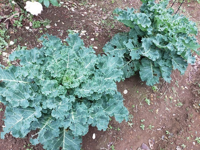 f:id:bluemoonbell:20221127085705j:image f:id:bluemoonbell:20221127085705j:image