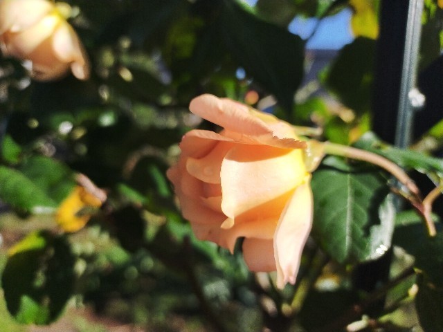 f:id:bluemoonbell:20221127085716j:image f:id:bluemoonbell:20221127085716j:image