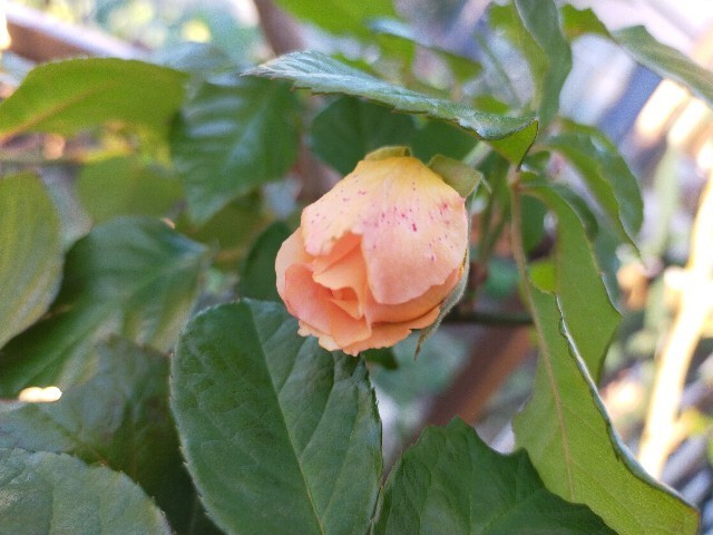 f:id:bluemoonbell:20221127154329j:image f:id:bluemoonbell:20221127154329j:image