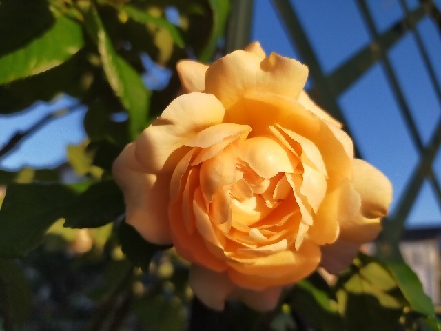 f:id:bluemoonbell:20221127154337j:image f:id:bluemoonbell:20221127154337j:image