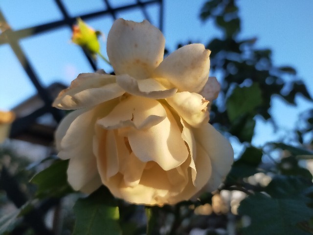 f:id:bluemoonbell:20221127154344j:image f:id:bluemoonbell:20221127154344j:image