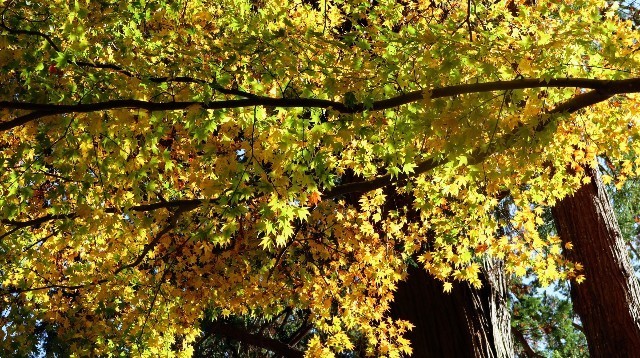 f:id:bluemoonbell:20221207074519j:image