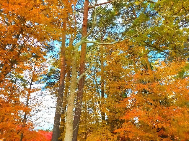 f:id:bluemoonbell:20221219085332j:image